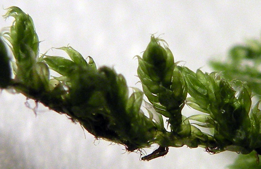 Muschi identificati con Dryades?